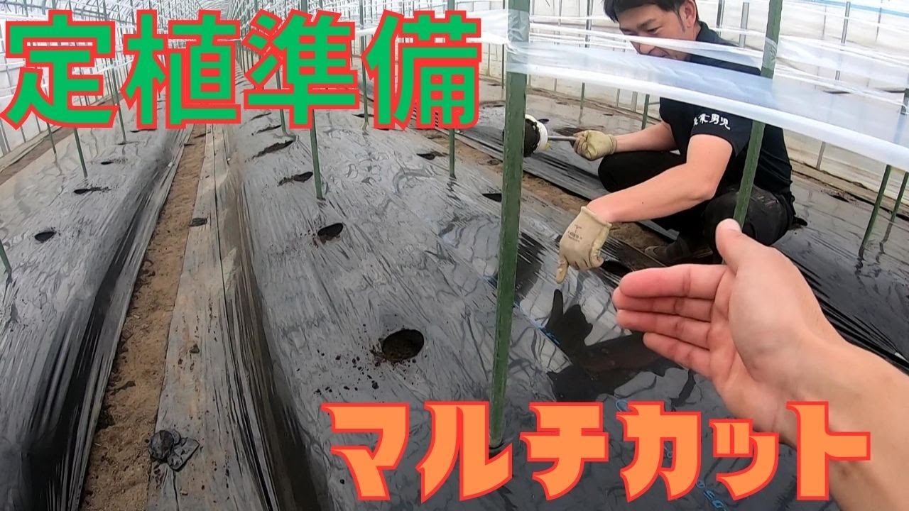 【マルチカット】定植準備、株間、植穴何センチなのか