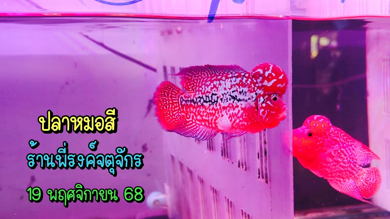 Zing’s Day l ปลาหมอสีร้านพี่รงค์ตลาดจตุจักร 19 พฤศจิกายน 68