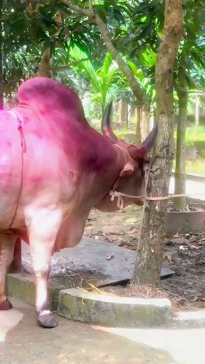 Beautiful bull leader 2