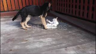 Cute cat and cute dog 🐶 fighting👊💥 #catcatfunnyfightcompilation #doglovers