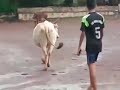 Playing in cow 