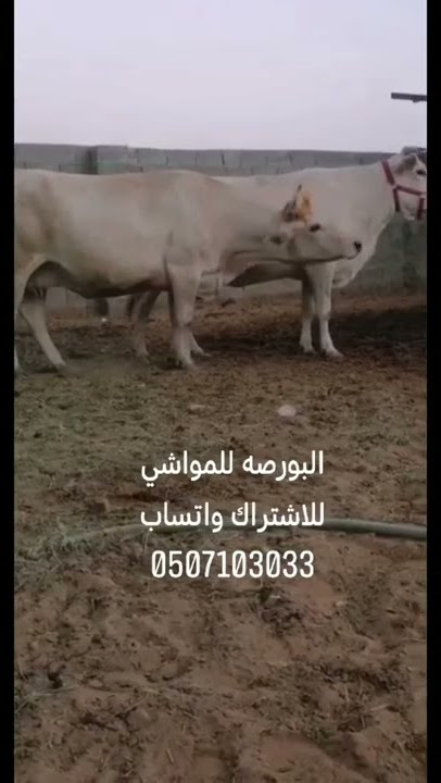 ابقار الماني لقايح مقربه