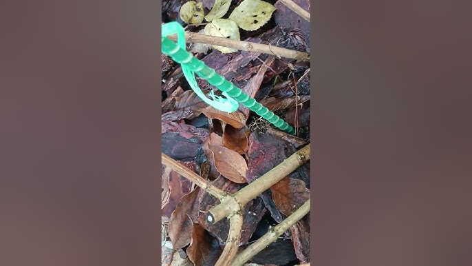 Universitetdan jinsiy aloqa Jinsiy xotin