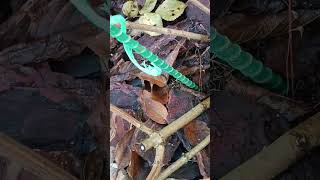 Mavjud porno katta xorozlar Guruh jinsiy aloqada etuk ayol