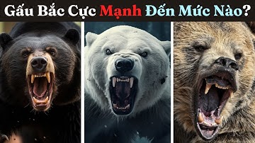 Gấu Bắc Cực Mạnh Như Thế Nào So Với Các Loài Gấu Khác