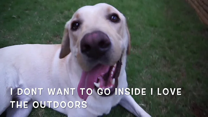 Labrador Retriever Puppy Plays Fetch | The Life of Pinto