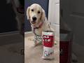gimme gold! #fypシ #cutedog #trend #badbunny #chickfila #retreiver #foryou #viral #trend #fun #short