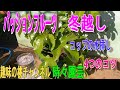 【パッションフルーツ】 冬越し コップの水挿し 4つのコツ 23/2/6