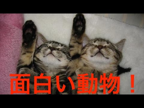 動画で面白画像 面白い動物 爆笑 動物のかわいい面白画像 面白画像まとめ