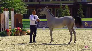 Download Lagu N.8 AL KAJIDA - Milan 2020 Arabian Horse Show - Yearling Fillies (Class 1B) MP3