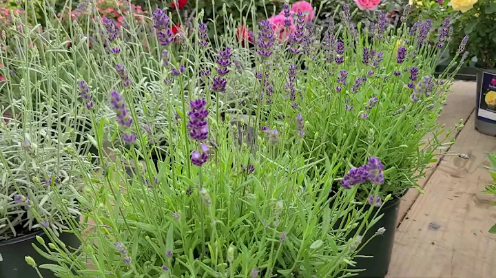 Lavandula 'Silver Mist'//Best SILVER Lavender & Be...