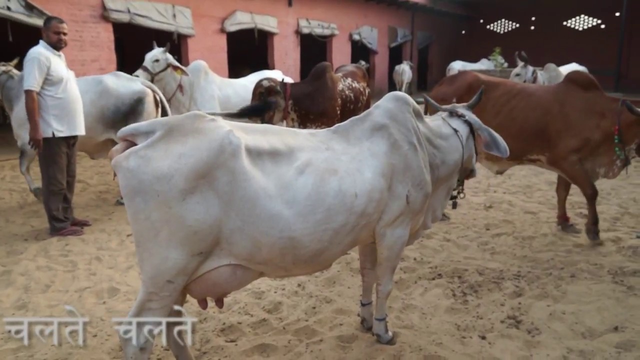 बीमारों को फ्री में बाँटता है देसी गाय का दूध  -  ठेकेदारी के साथ साथ बनाई  इंसानियत की मिसाल
