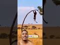￼ pic, ko kaise Bhaga raha Hai? ￼ tiger  ne #Short fit #trending video #short video #funny video ￼
