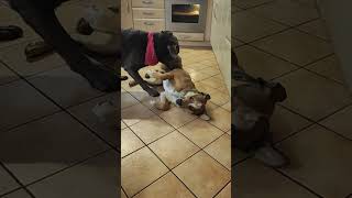 🤣Paula muss sich fast übergeben 🤢#dogcomedy #funnydogvideos #shorts #dogofyoutube #lachkrampf