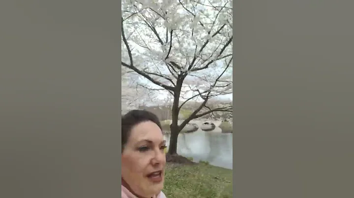 Vlog 1: Enjoying the Cherry Blossoms