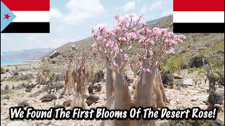 Finding Socotri Desert Roses, Fishing Adventure (We Found Dolphins!!)