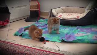 Red kittens play