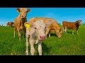 Mother cow calls on a complete stranger to rescue her calf