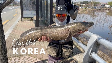 경산 가물치 Săn lóc đầu mùa 2021 p1.