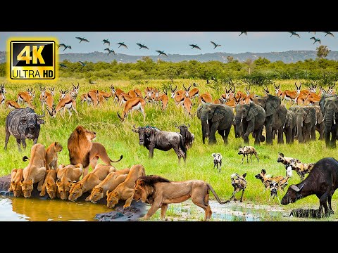 4K African Wildlife: