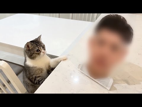 いつも猫がイタズラする場所に飼い主の顔を置いてみたらまさかのこうなったw