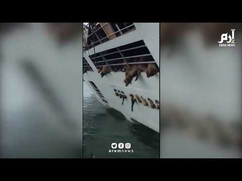 غرق سفينة محملة بآلاف من الخراف