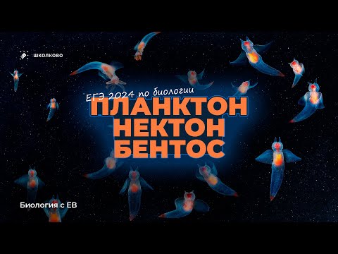 Планктон, нектон, бентос: все для ЕГЭ по биологии 2024