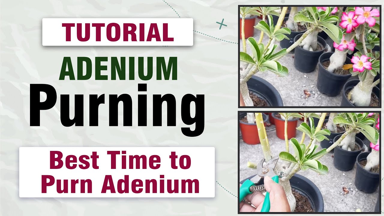 Best time to trim you adenium || adenium ki chhatai karne ka sabse achchha samay