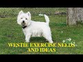 West Highland White Terrier [Westie Exercise] の動画、YouTube動画。