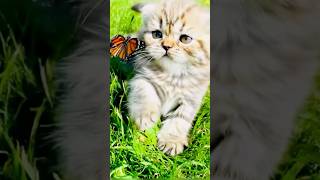 cute kitten #cutecat #nicecat #catfancy #cats #shorts #meow