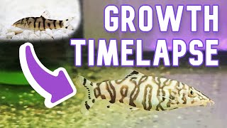 YoYo Loach Growth Timelapse | Juvenile to Adult