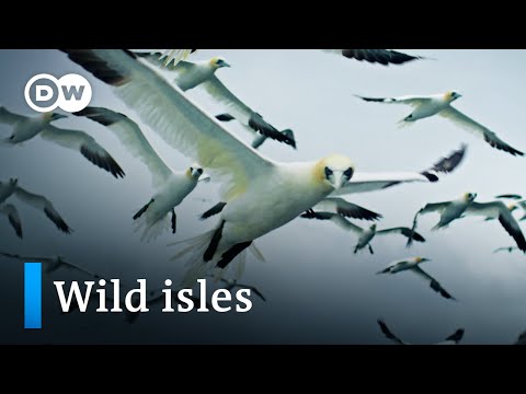 Video: Var åka i januari för vilda djur och natur