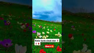 kimler burda olmak isterdi #çiçek #bahar #sonbahar #kısmetseolur #güzelbahçe #shorts Resimi