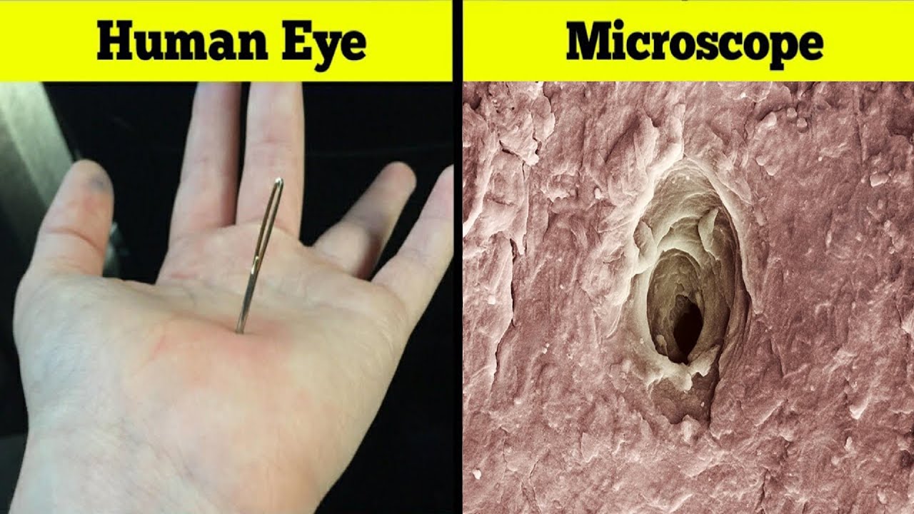 biology-microscopy stomata activity with varnish.