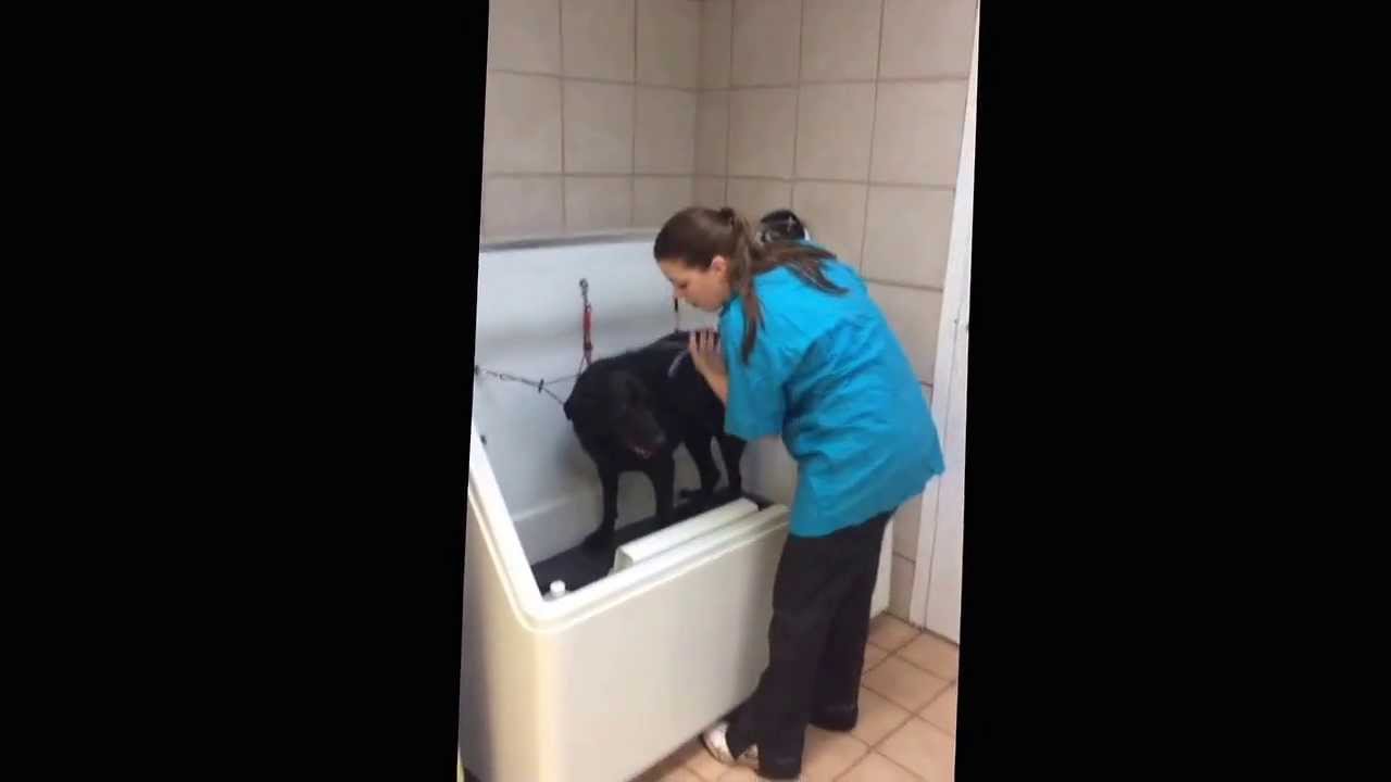 Big Dog Friendly Bath Tub At The Upscale Tail Naperville Il You