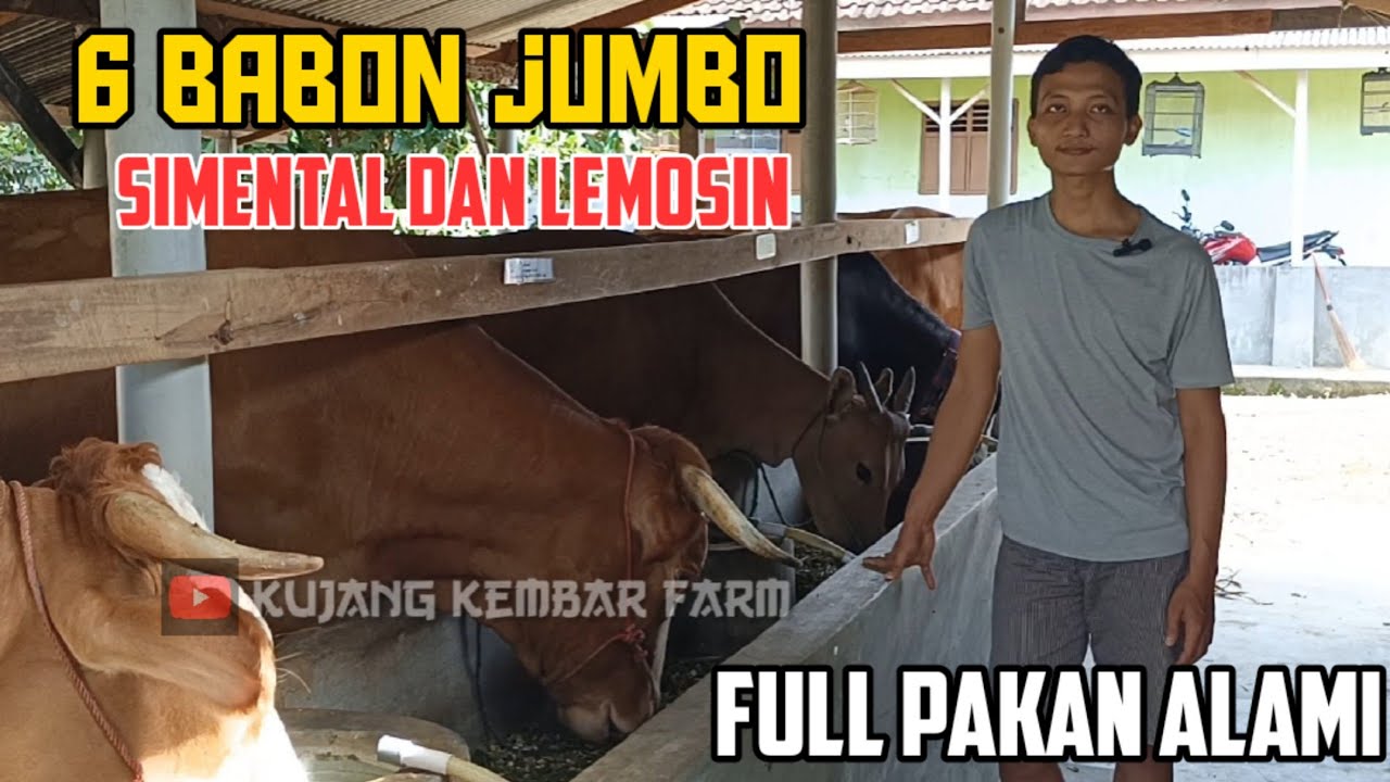 Dari Hasil Menjahit Miliki Ternak Breeding Sapi Babonan Jumbo