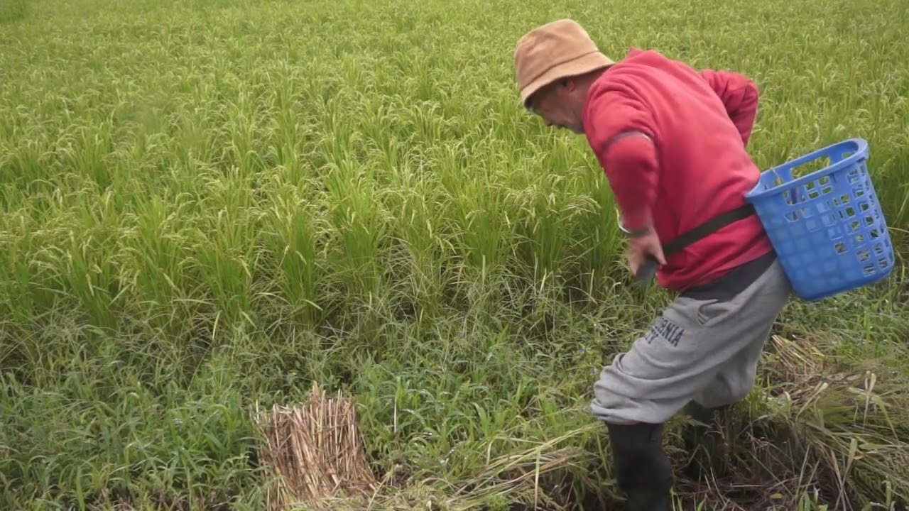 Day 20 of Weeding the Rice Field - September 12 - YouTube