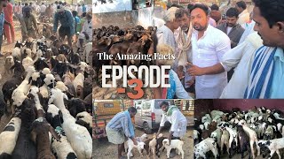 EPISODE -3 | How to Purchase Sheeps in the Market| wholesale to Retail market | The Amezing Facts