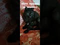 #мороз  12 градусов #кошка не выходит гулять #cat #доброевидео #настроение #смешныекоты