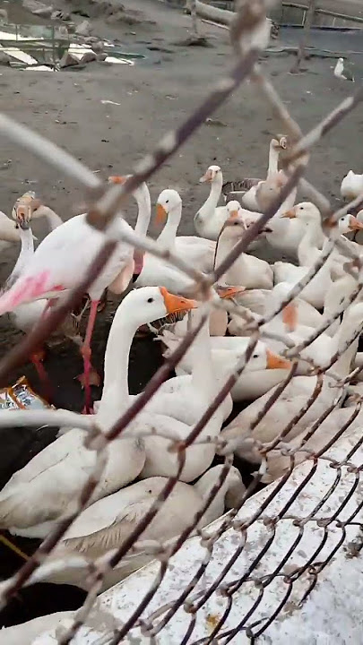 Sohni dharti Allha rhakaie #14august #sohnidharti #allah #plants #track #duck #ostrich