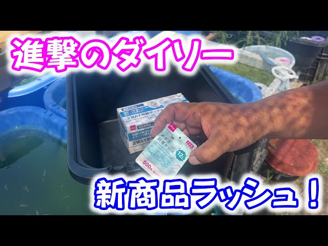 medakaプロフ必見さんご相談ページ Medaka] Finally Daiso is getting serious! Don't miss the