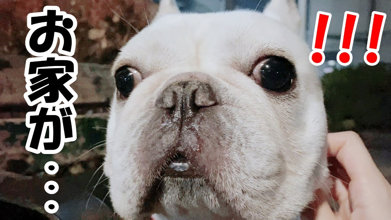 Thống Ke Video Youtube Cho おもしろ可愛いムキ顔オンパレードｗｗ フレンチブルドッグ Frenchbulldog Noxinfluencer