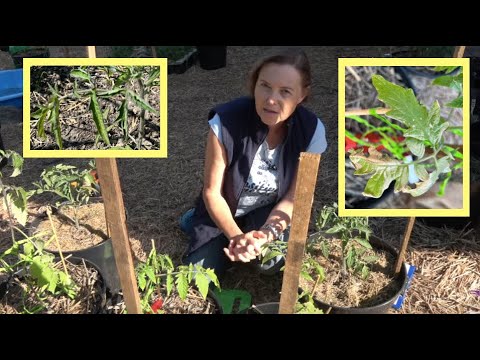 Wideo: Biały kolor liści na roślinach pomidora - co powoduje białe liście pomidora