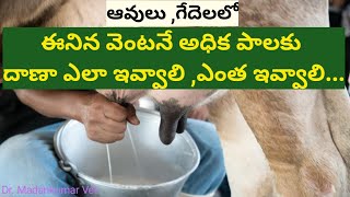 How to give Concentrate Feed to Bring Cow or Buffalo to Highest Milk after Calf Birth Telugu