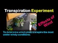 Transpiration Experiment 2 Investigating The Effects Of Wind On The Rate Of Transpiration 
