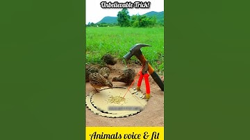 Smartest Quail Trap Ever Made | Genius Hunting Idea | Mind-Blowing Mechanism #shorts #birds