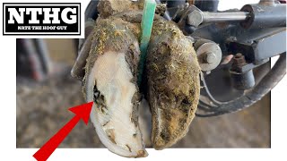What came first……THE ROCK or the DEFECT??