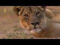 A leoa solitria documentrio national geographic
