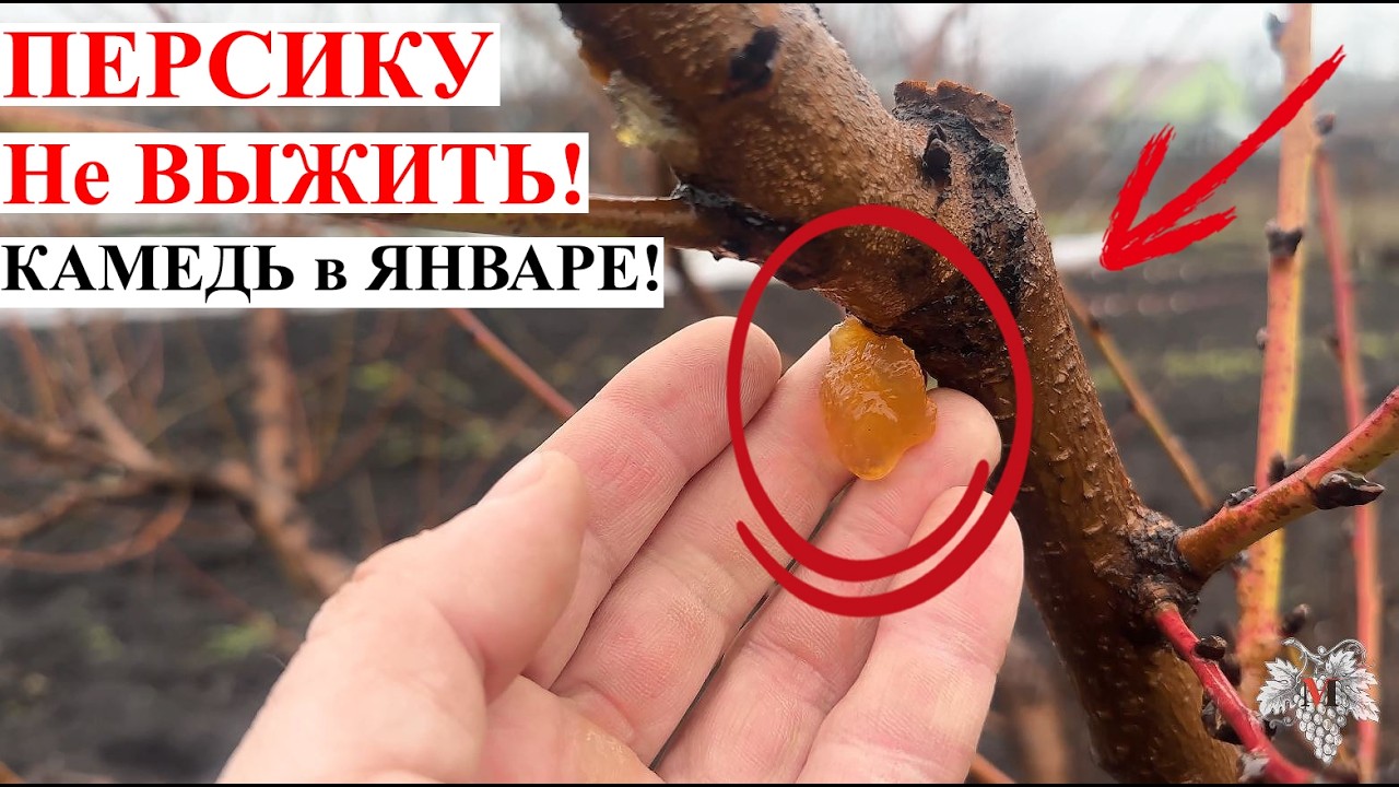 ПЕРСИКУ Уже НЕ ВЫЖИТЬ! Камедетечение В ЯНВАРЕ! ❄️