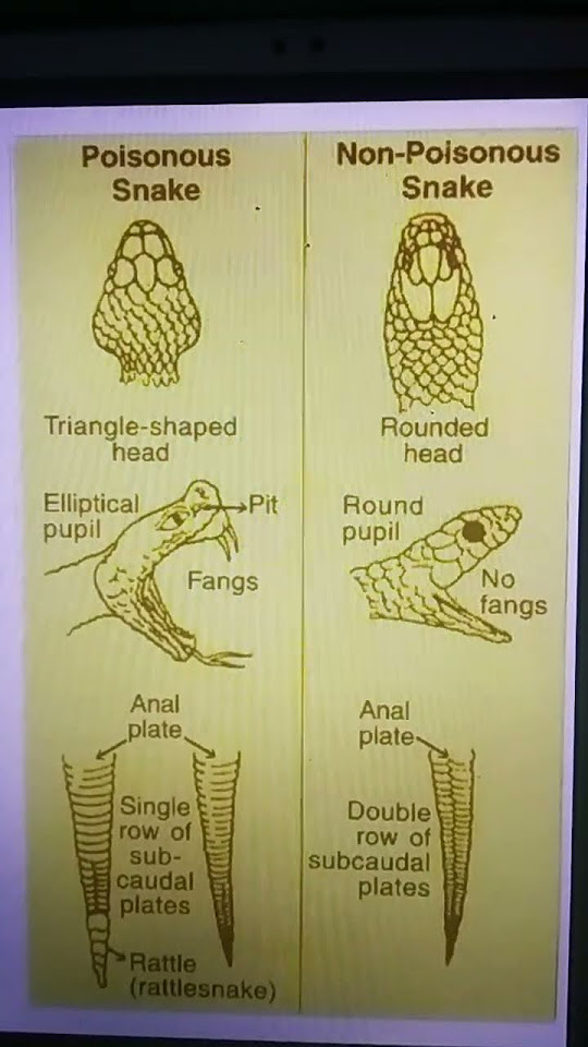  difference between poisonous and non poisonous snake youtube